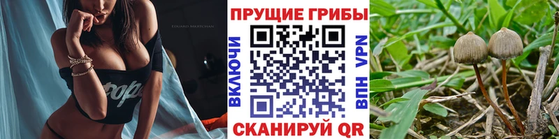 наркошоп  Кяхта  Галлюциногенные грибы Psilocybe 